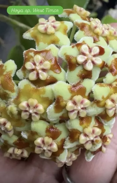 plant/Hoya sp. UT-036 West Timor-1-thumbnail