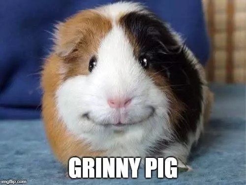 plant/Freebie with purchase 1 per person-0