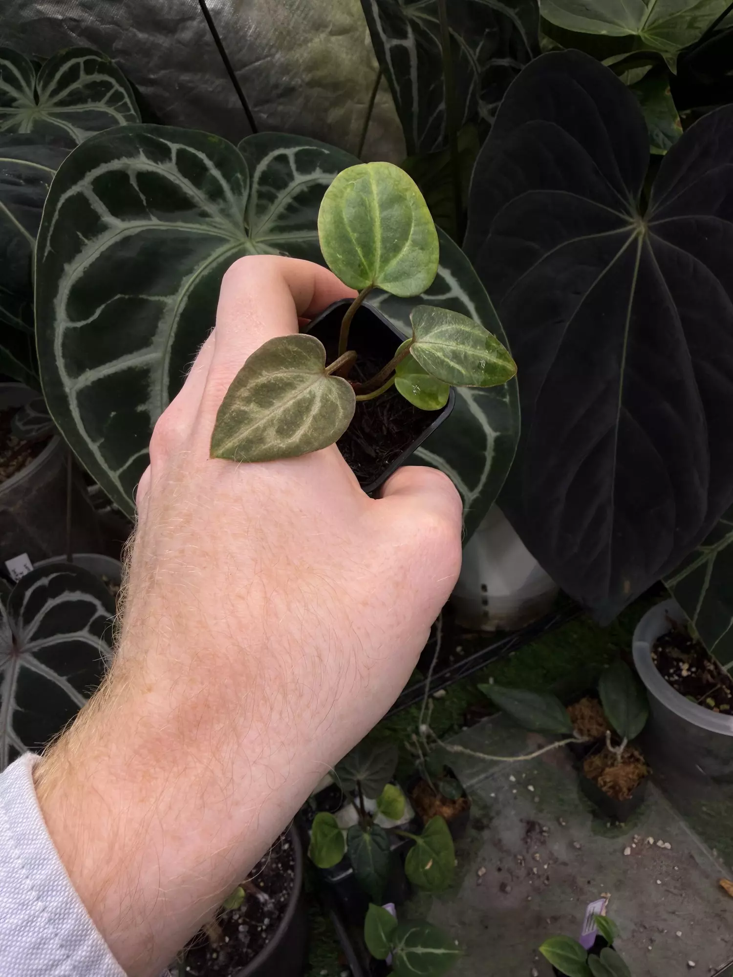 plant/Blister variegated Carla (A2 x RA7) x Carla “Marcella”-0