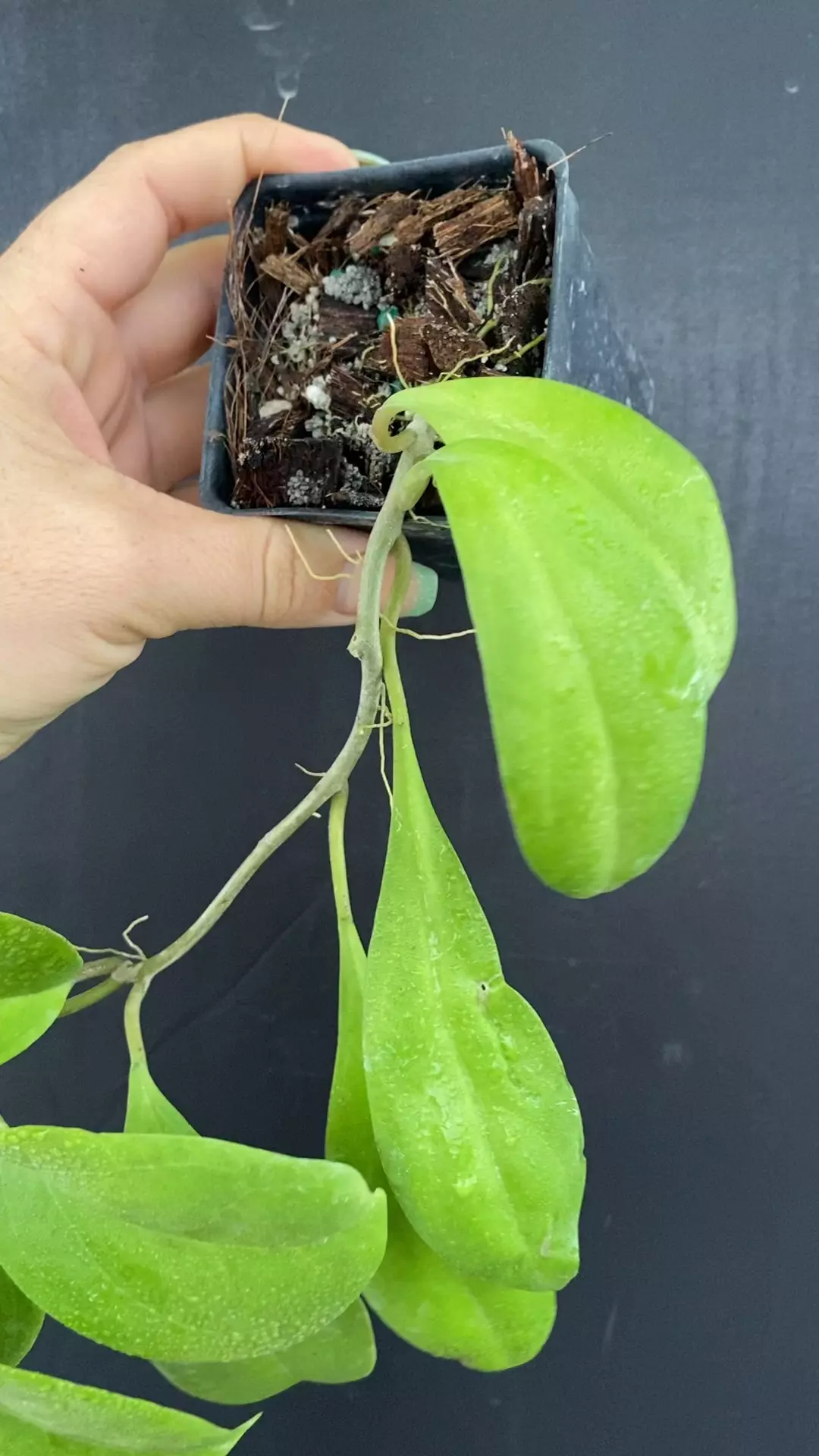 plant/Hoya hybrid EPC-1015 x unknown (OP GN SEEDLING)-0