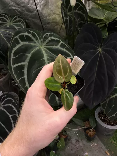 plant/(SKG silver x RC “Necromancer”) x Carla “Marcella”-0-thumbnail