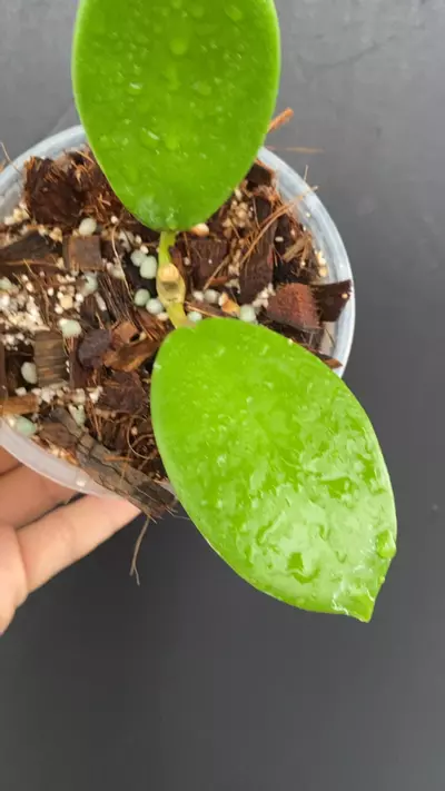 plant/Hoya sp. UT-036 West Timor-0-thumbnail