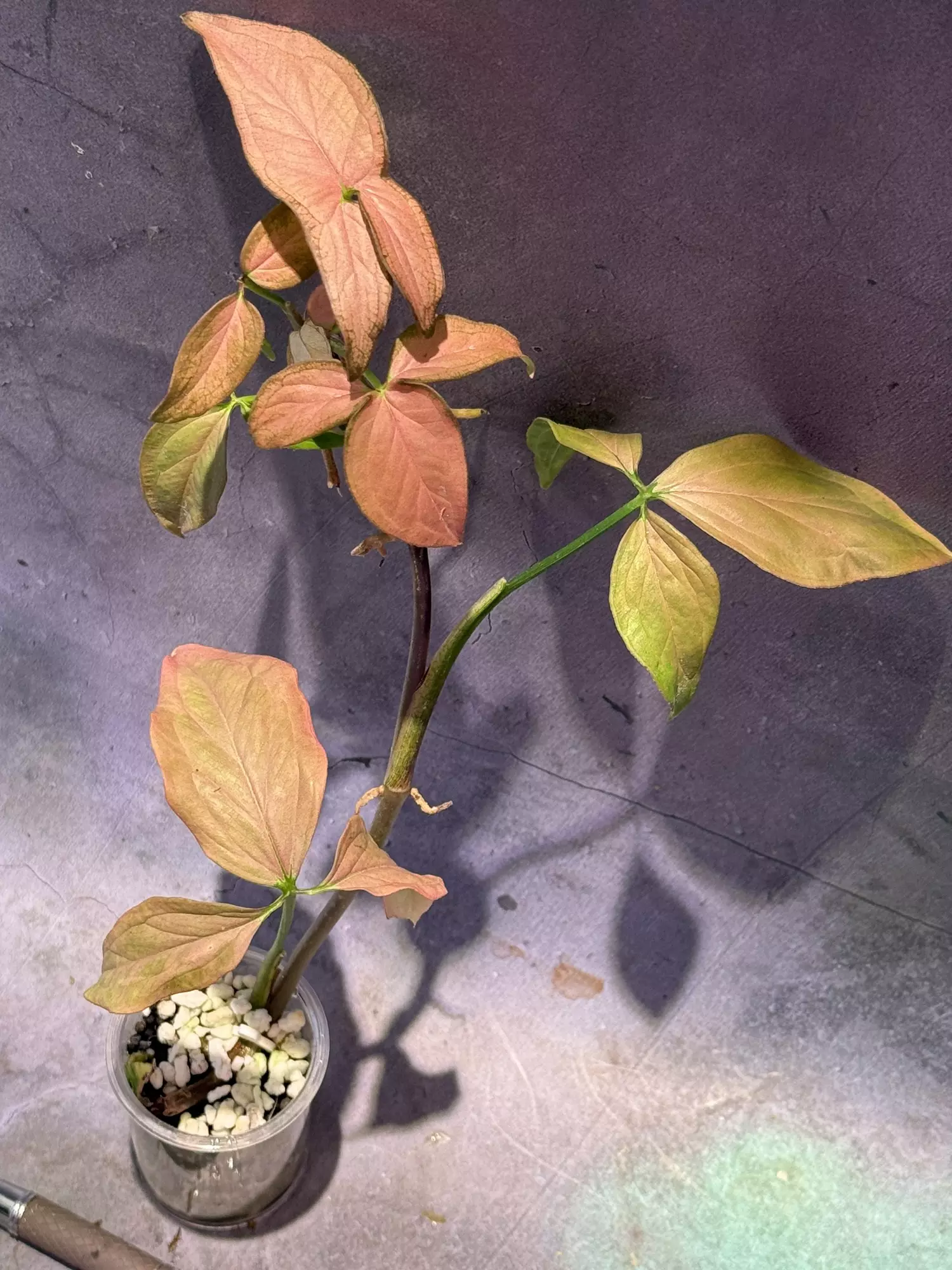 plant/Syngonium pink schott-1