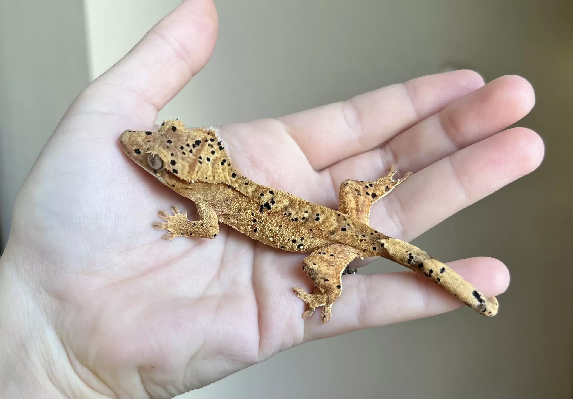 plant/MTT2: Super Dalmatian: 12 grams: Probable Female-1