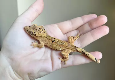 plant/MTT2: Super Dalmatian: 12 grams: Probable Female-1-thumbnail