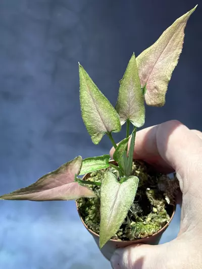 plant/Syngonium mickey-1-thumbnail