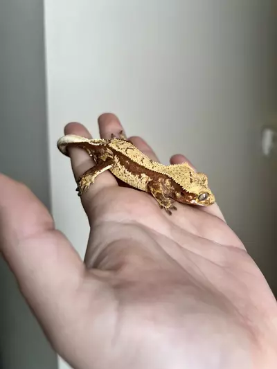 plant/MSG1: Red Base Harlequin: Probable Male: 14 grams-3-thumbnail