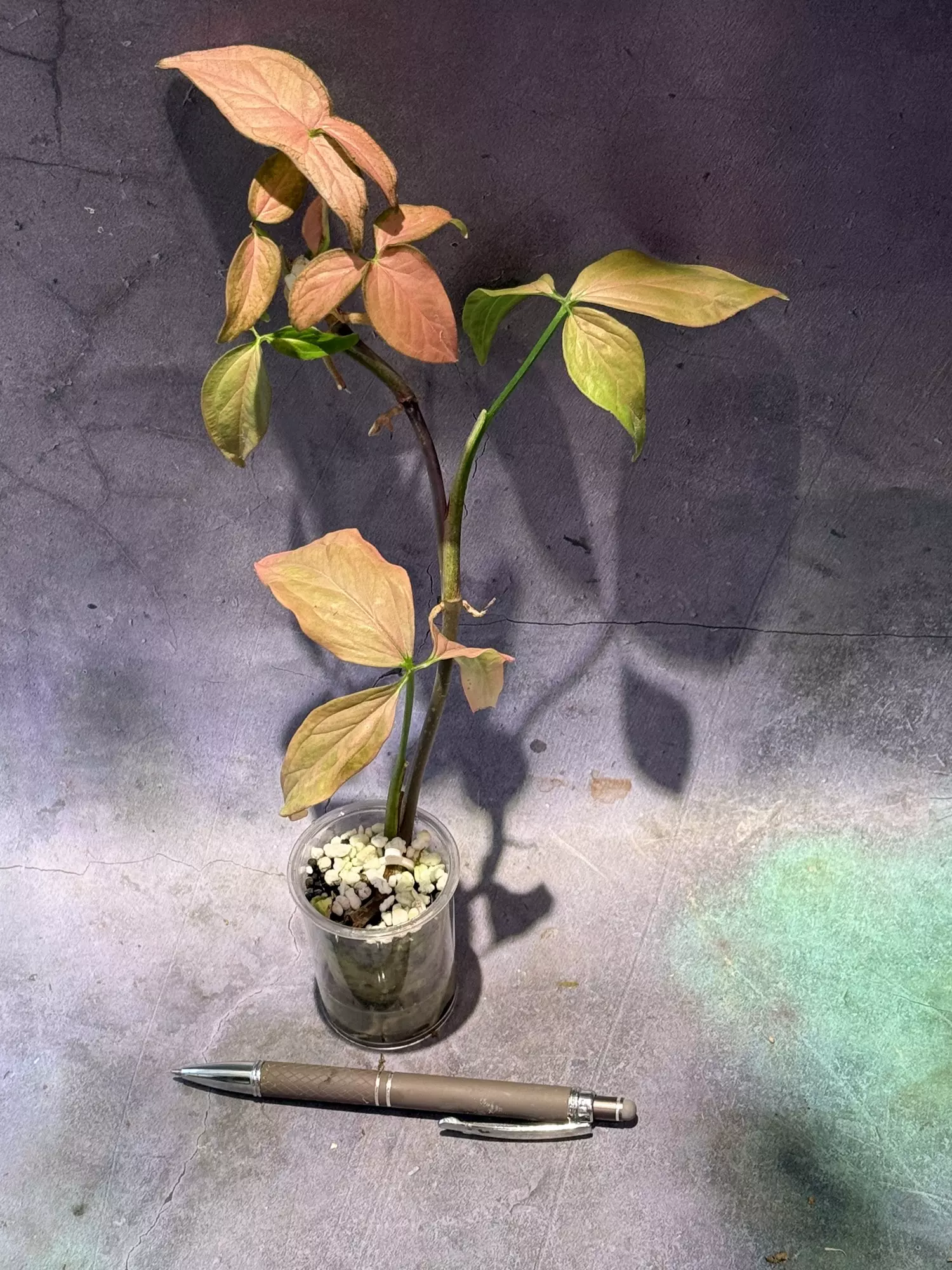 plant/Syngonium pink schott-0