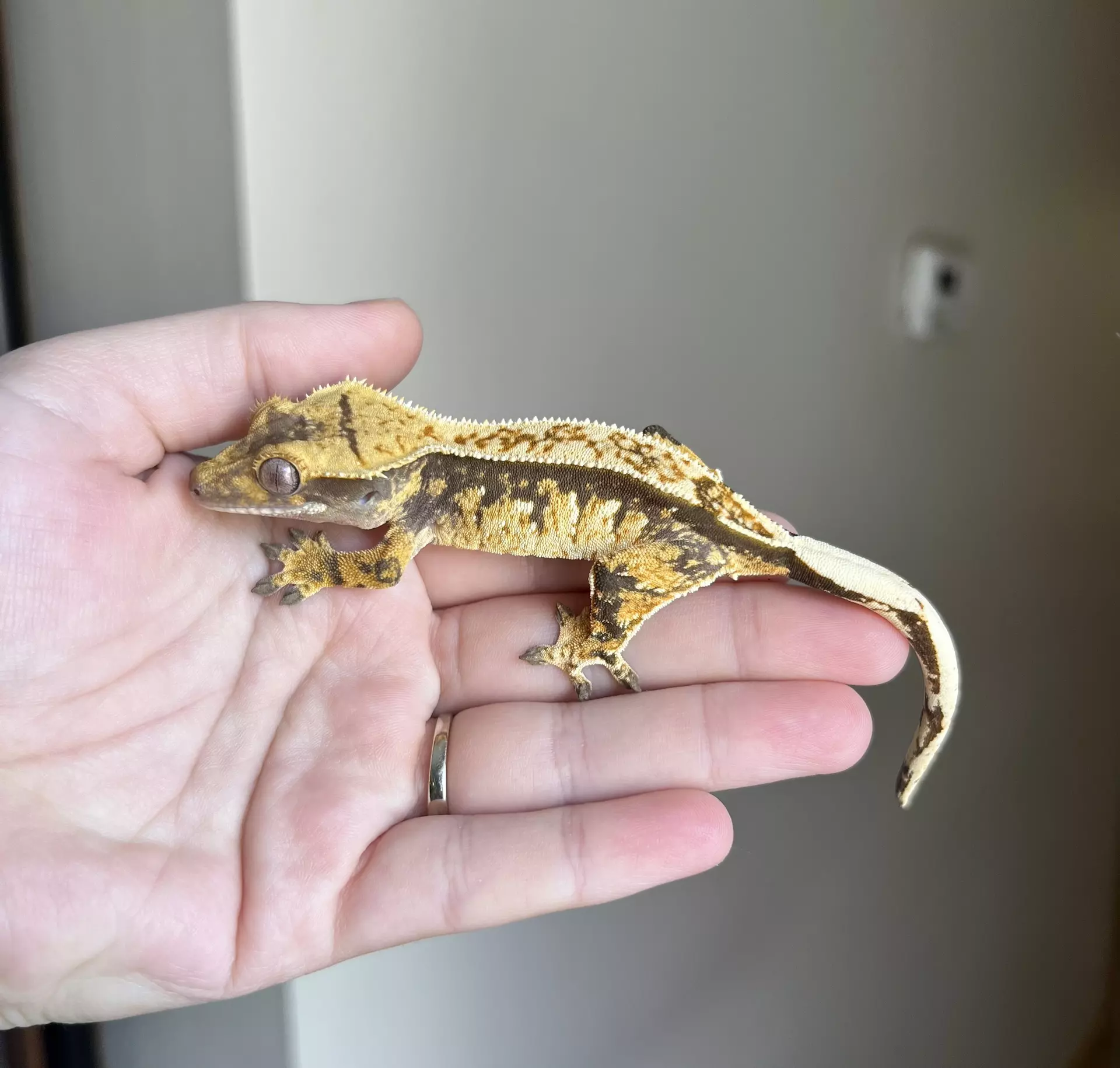 plant/PC1: Tricolor Harlequin: Probable Female: 16 grams-2