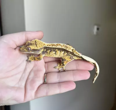 plant/PC1: Tricolor Harlequin: Probable Female: 16 grams-2-thumbnail