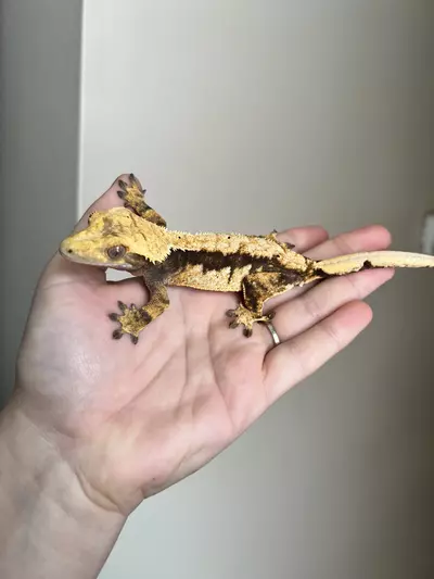 plant/FD3: Female: 31 grams: Dark Base Harlequin-0-thumbnail