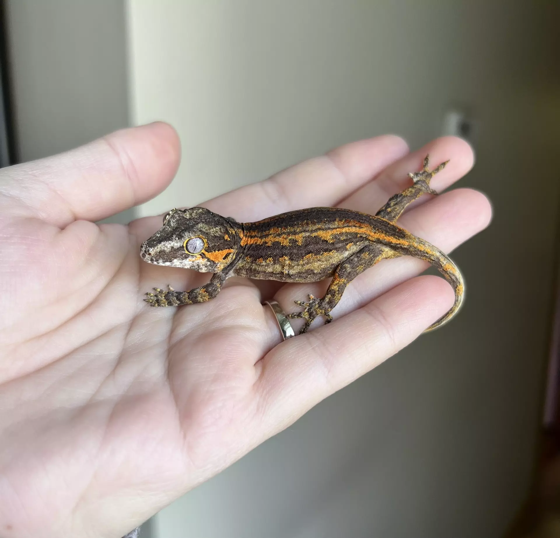 plant/PPCJ3: No Pores Seen: 8 grams-0