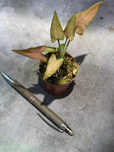 plant/Syngonium mickey-0-thumbnail