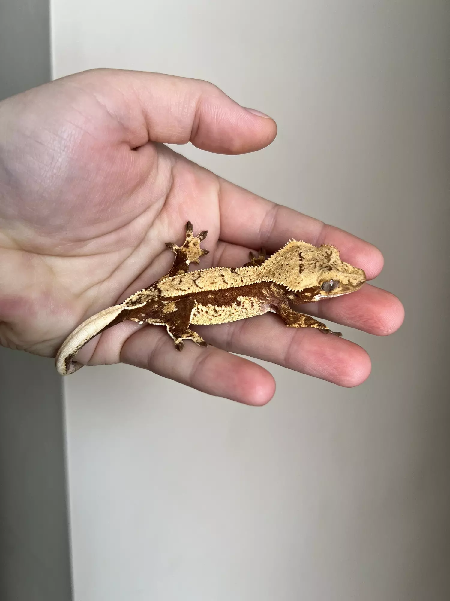 plant/MSG1: Red Base Harlequin: Probable Male: 14 grams-1