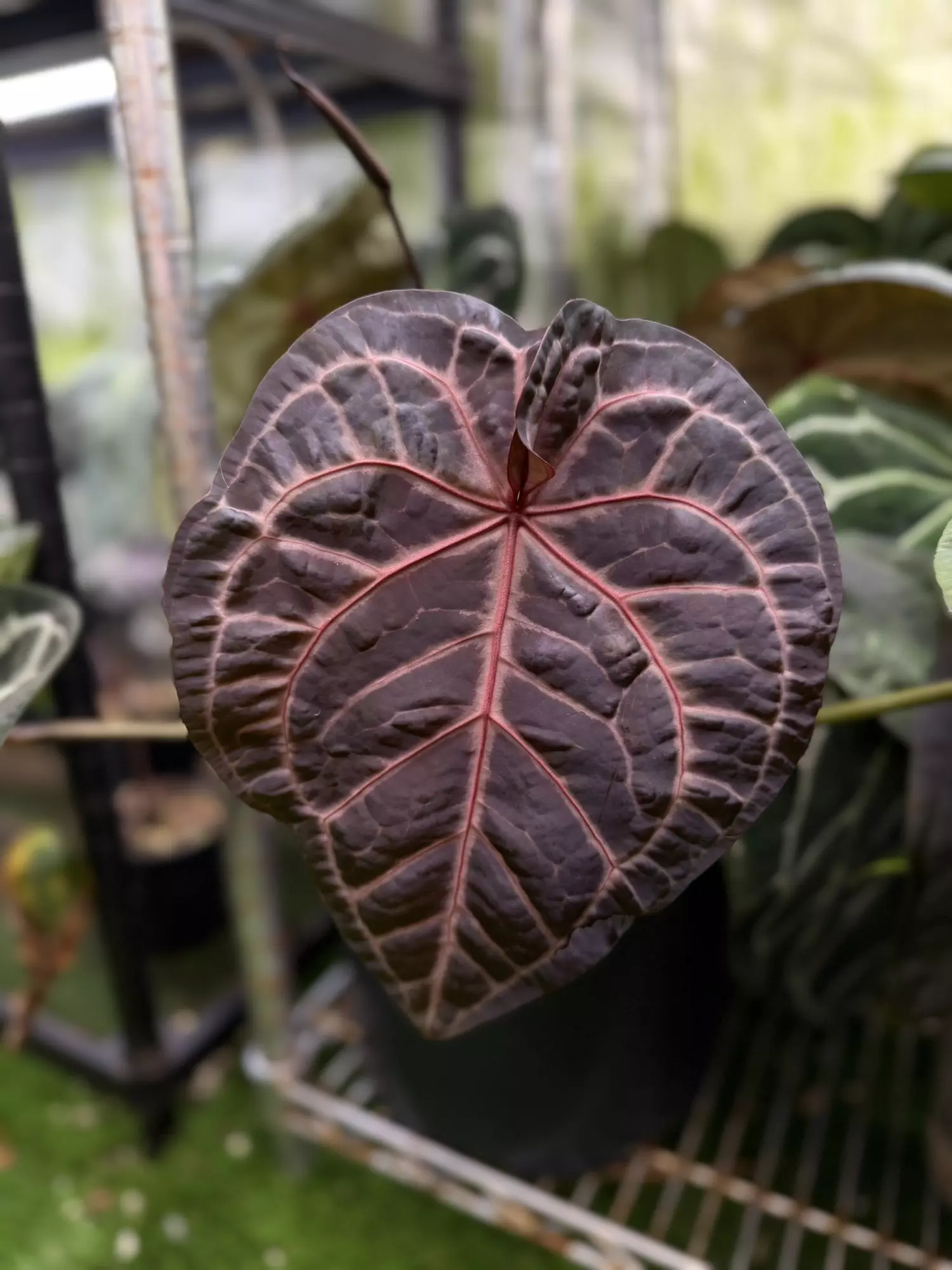 plant/(SKG silver x RC “Necromancer”) x Carla “Marcella”-1