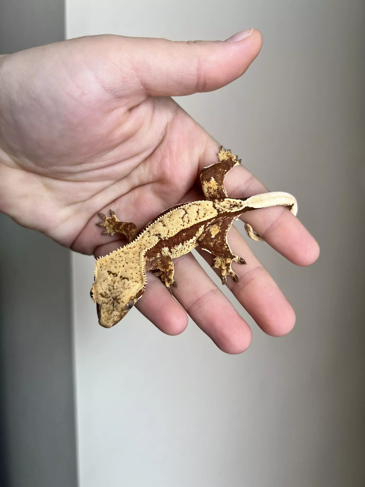 plant/MSG1: Red Base Harlequin: Probable Male: 14 grams-4