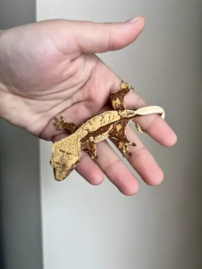 plant/MSG1: Red Base Harlequin: Probable Male: 14 grams-4-thumbnail