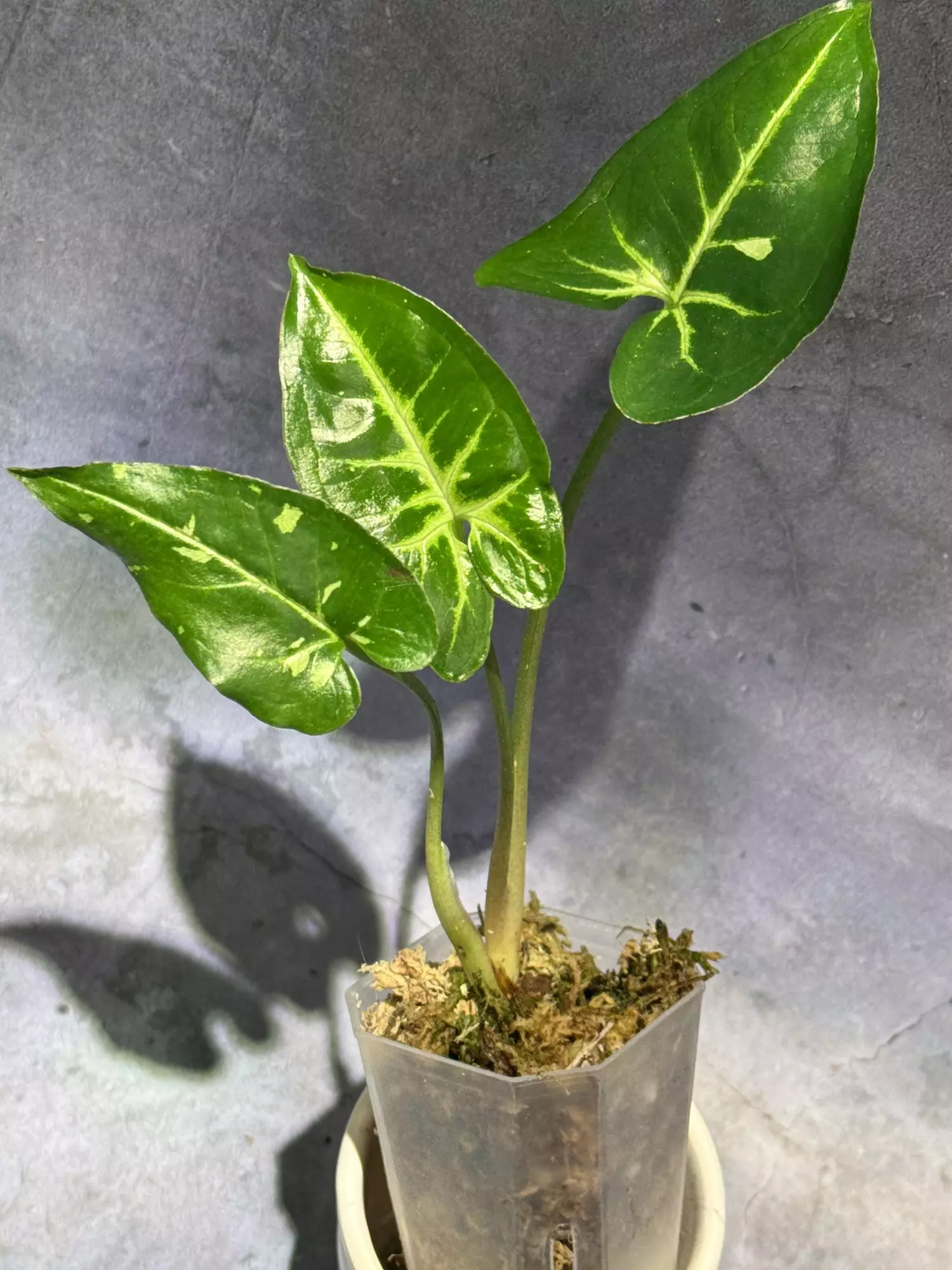 plant/Syngonium panda-0