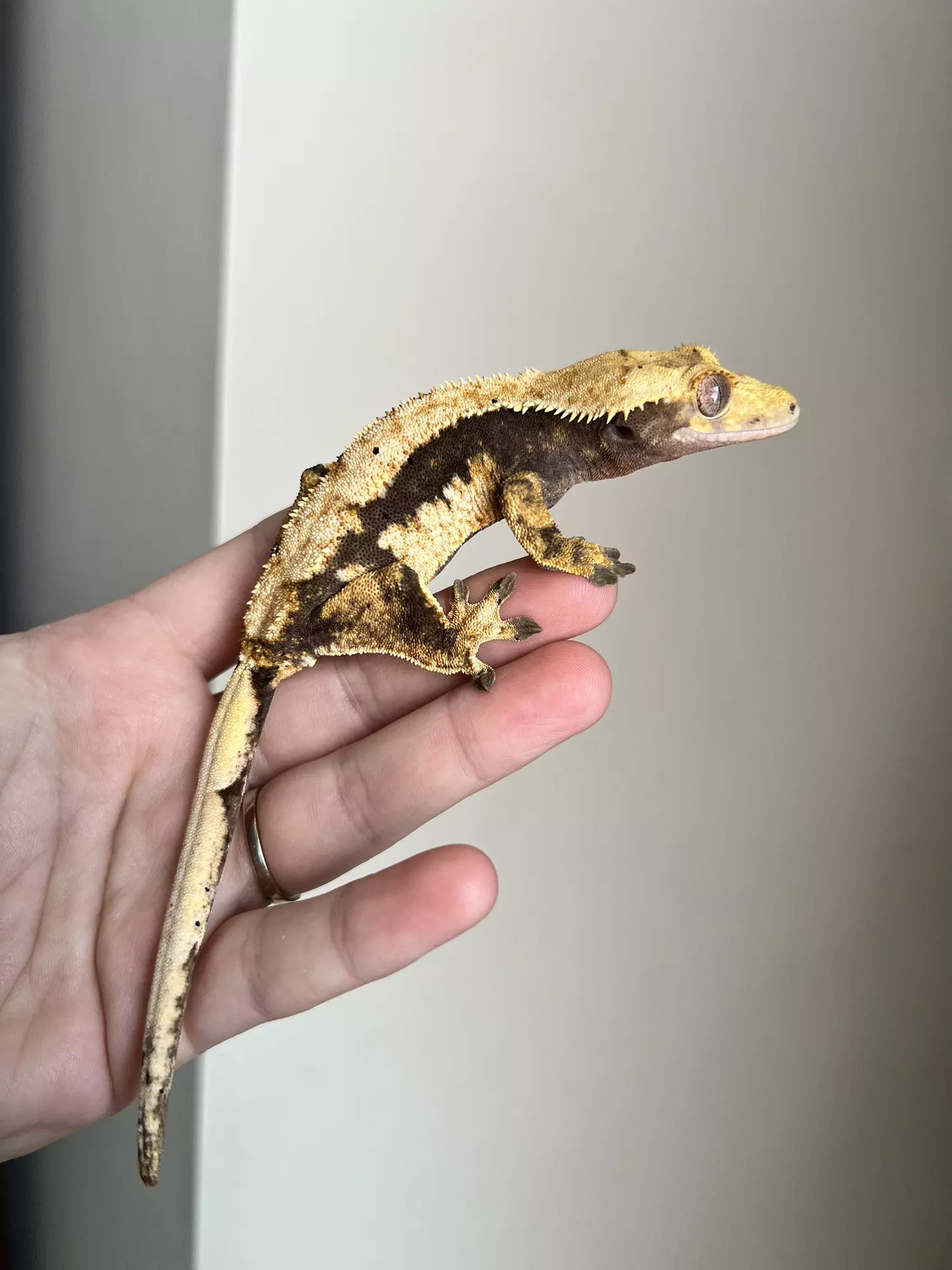 plant/FD3: Female: 31 grams: Dark Base Harlequin-1