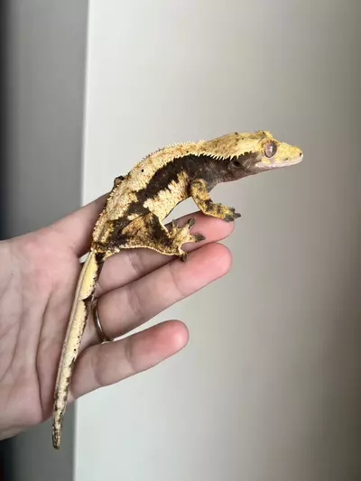 plant/FD3: Female: 31 grams: Dark Base Harlequin-1-thumbnail