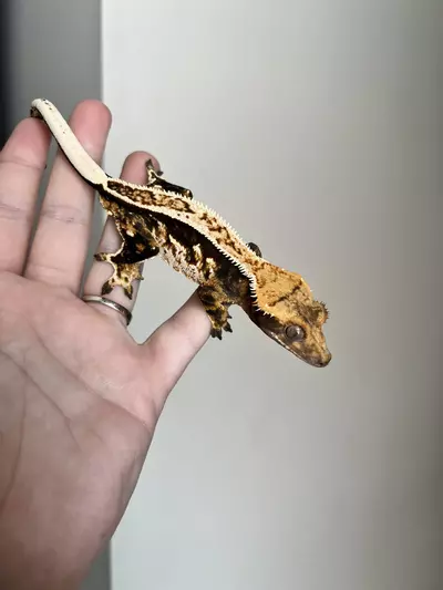 plant/CC7: Male: Dark Based Pinstripe Harlequin: 26 grams-0-thumbnail