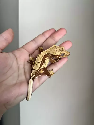 plant/MSG1: Red Base Harlequin: Probable Male: 14 grams-2-thumbnail