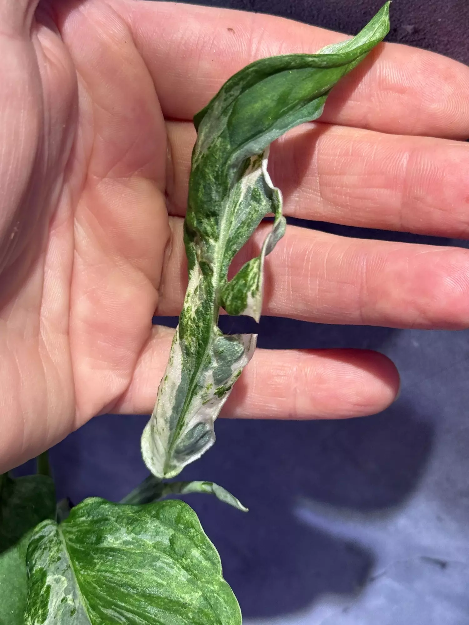 plant/Monstera mint adansonii-1