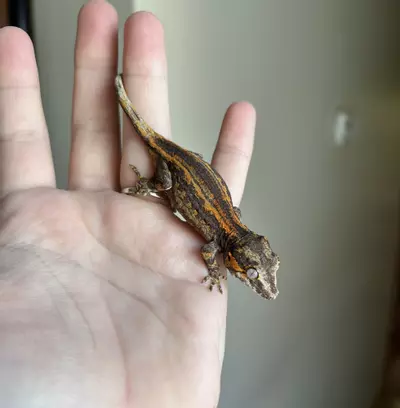 plant/PPCJ3: No Pores Seen: 8 grams-4-thumbnail