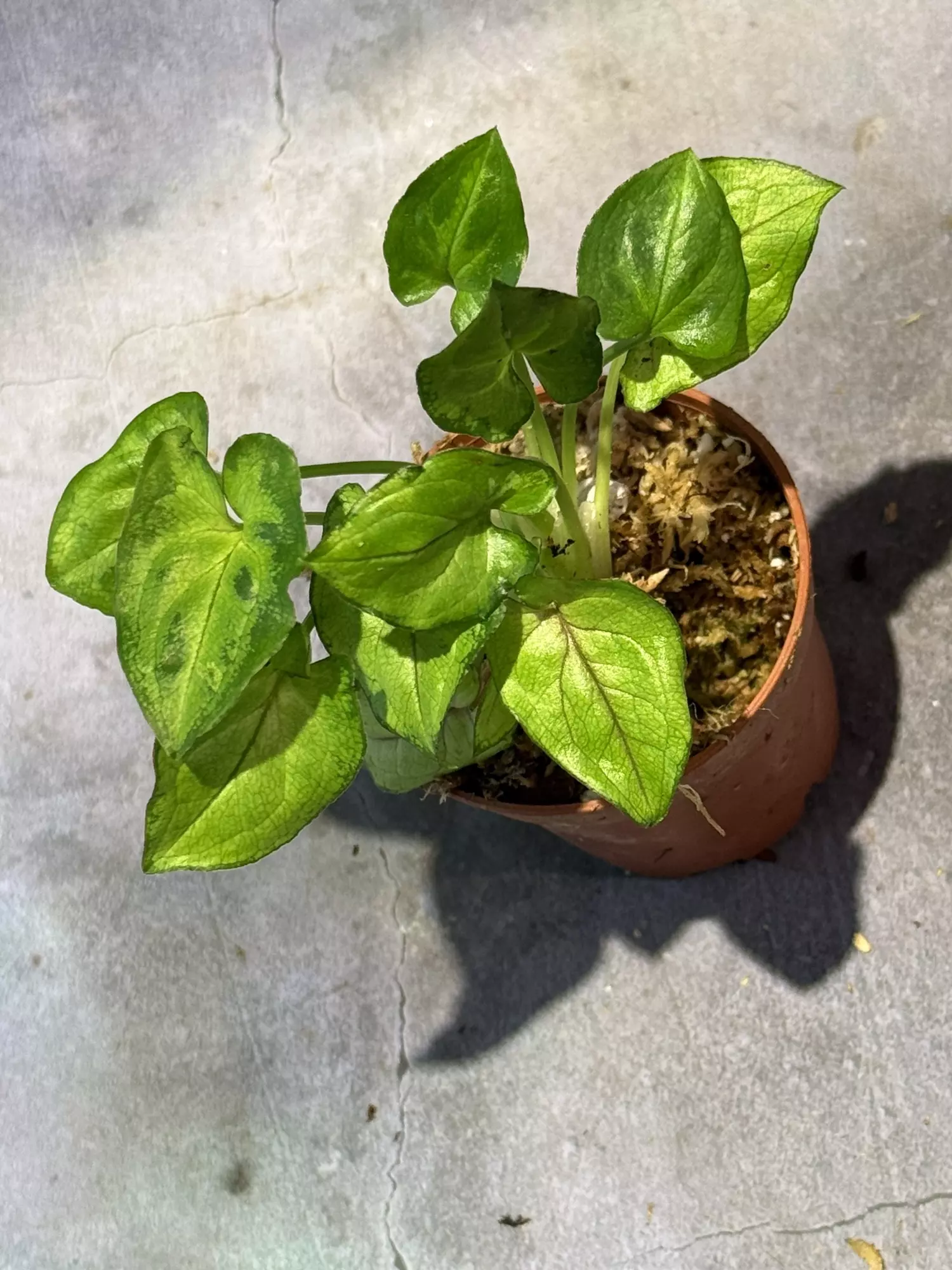 plant/Syngonium Orm manee-0