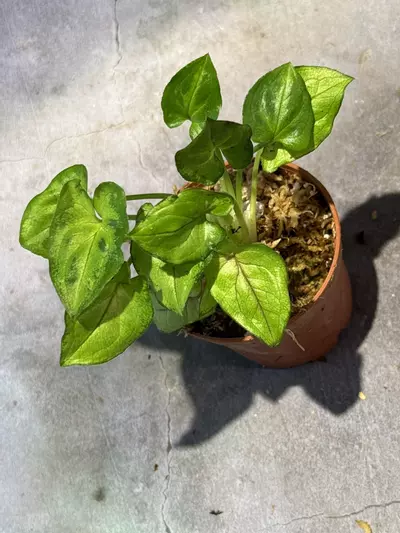 plant/Syngonium Orm manee-0-thumbnail