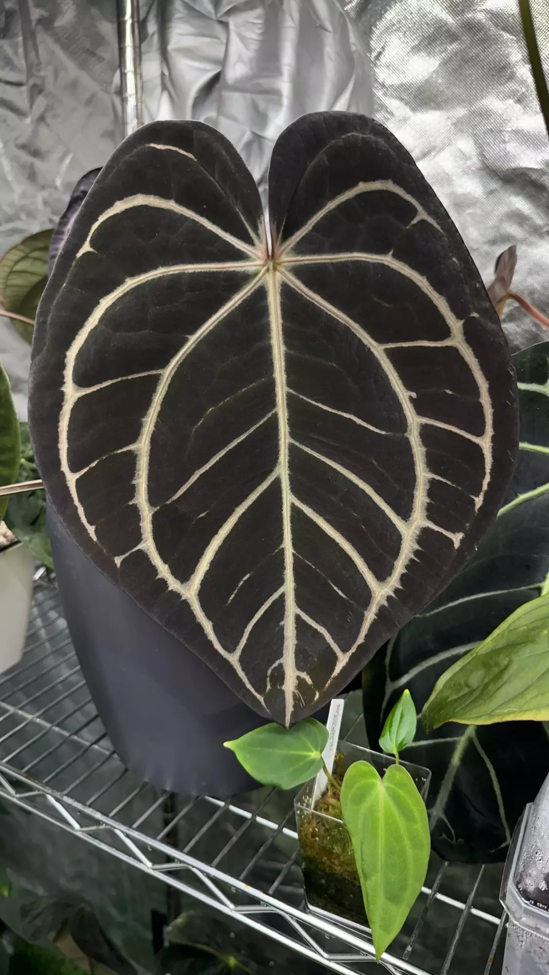 plant/(SKG silver x RC “Necromancer”) x Carla “Marcella”-3