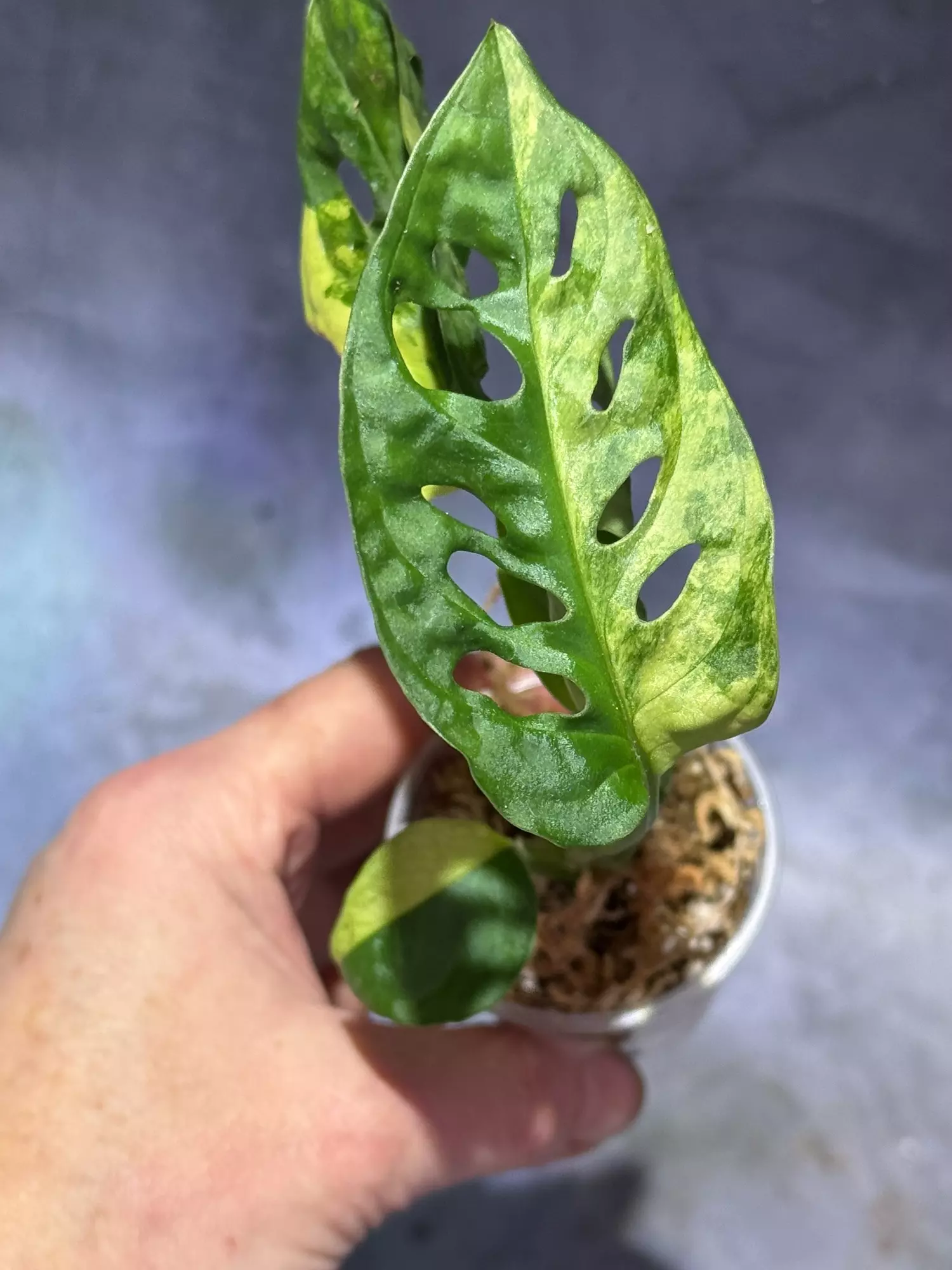 plant/Monstera Aurea adansonii-1