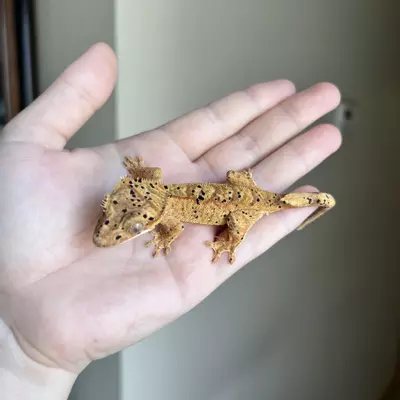 plant/MTT2: Super Dalmatian: 12 grams: Probable Female-2-thumbnail