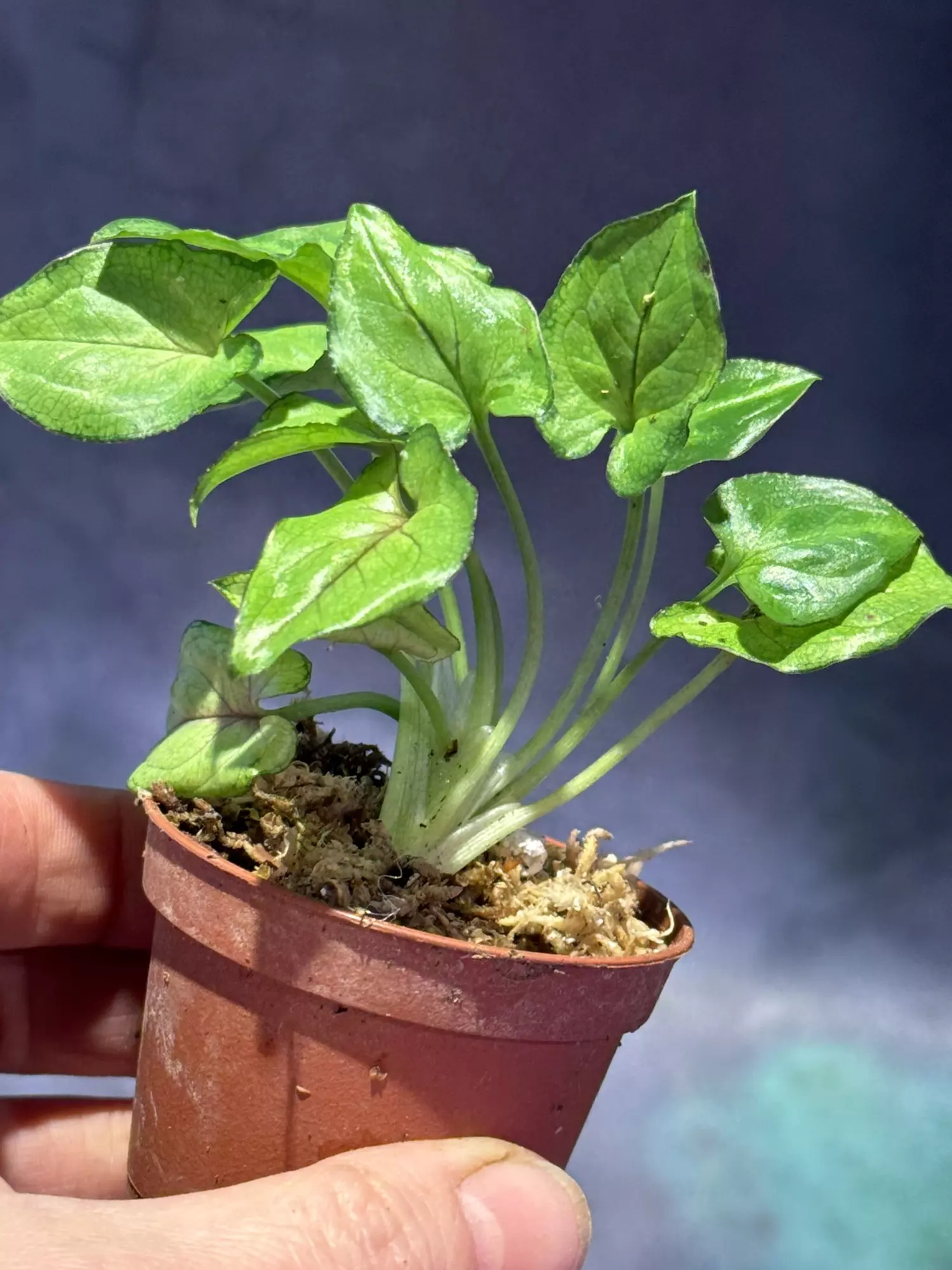 plant/Syngonium Orm manee-1