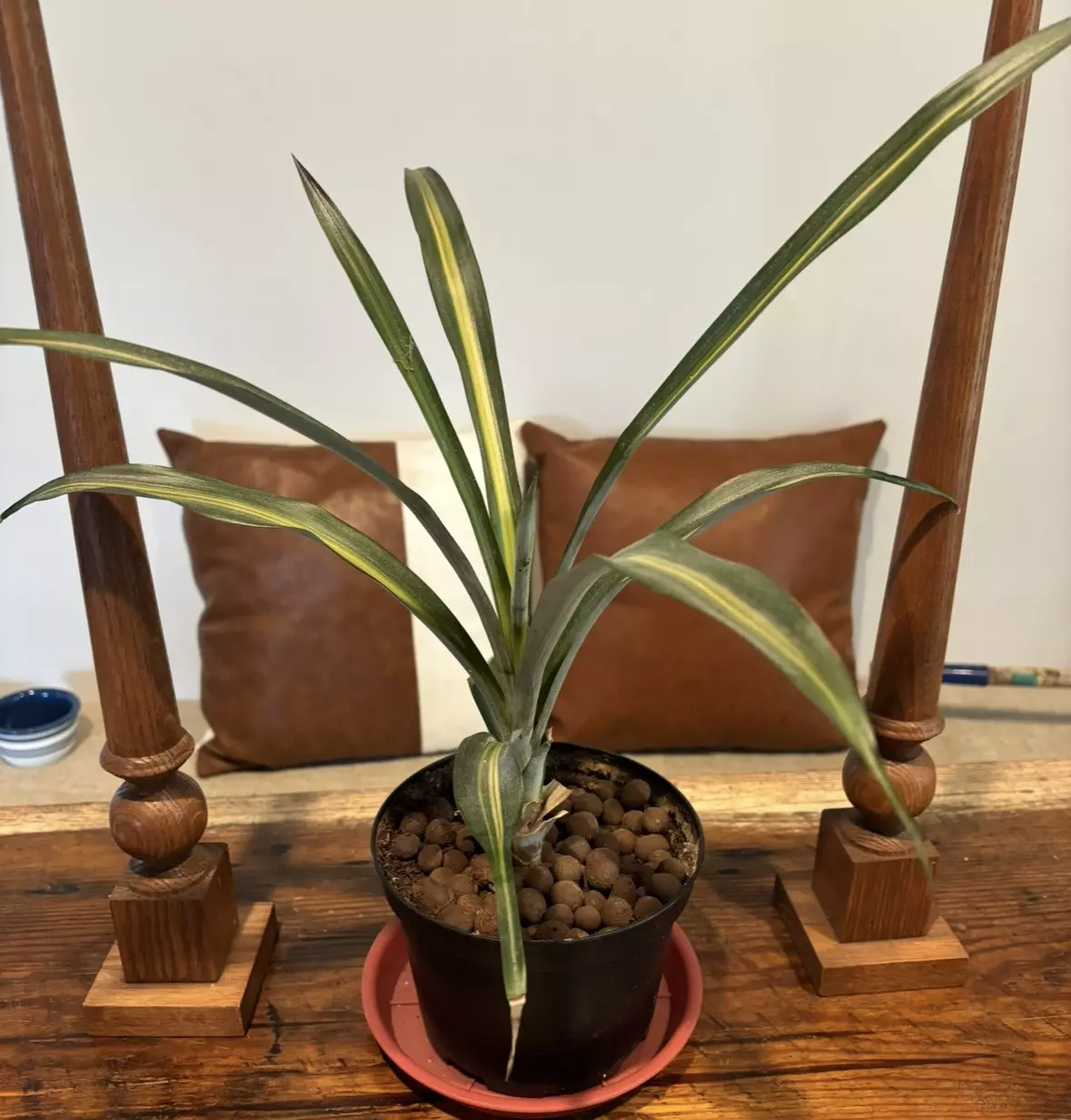 plant/Dracaena 6” pot-0