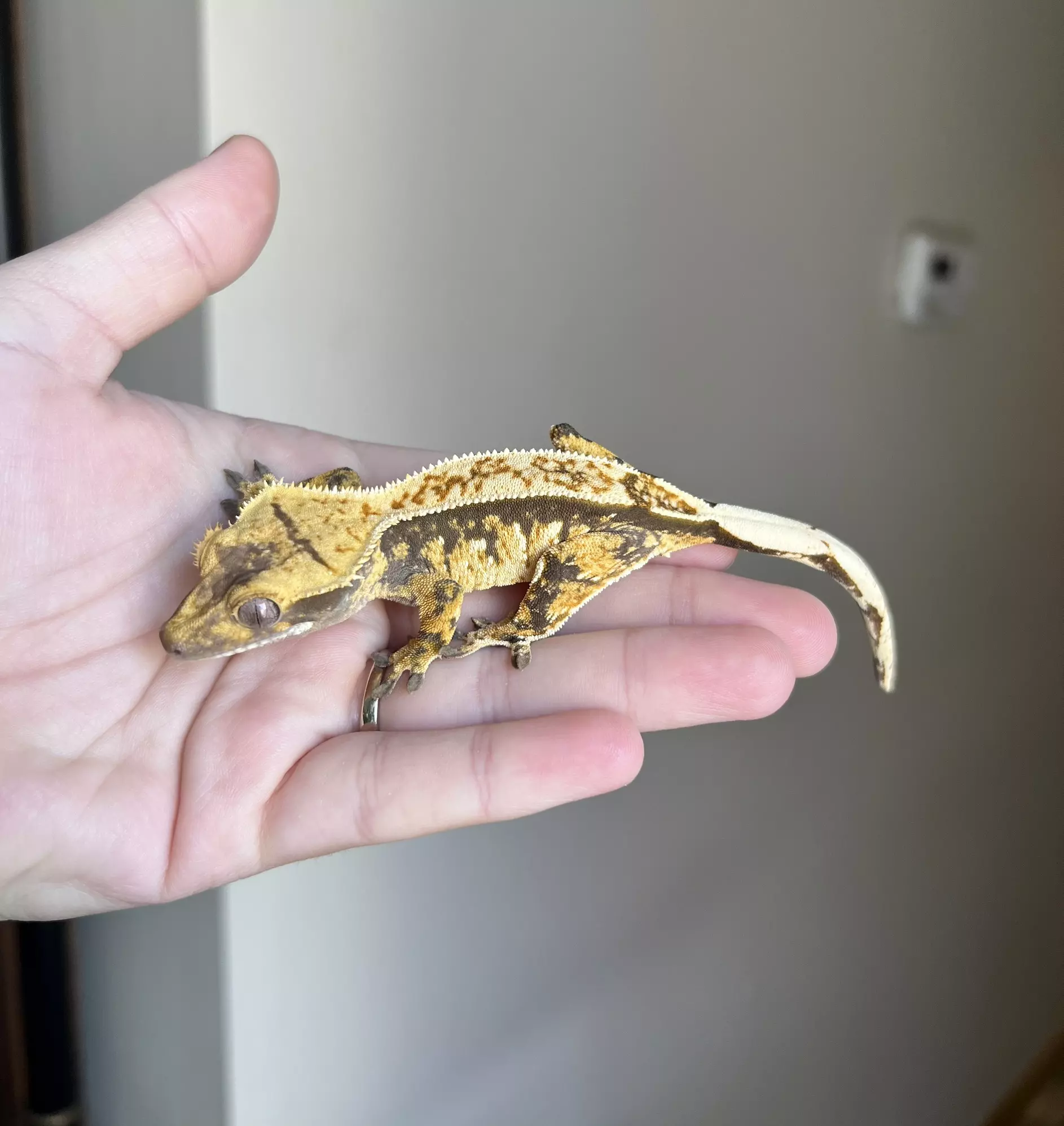 plant/PC1: Tricolor Harlequin: Probable Female: 16 grams-1