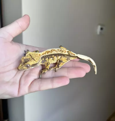 plant/PC1: Tricolor Harlequin: Probable Female: 16 grams-1-thumbnail