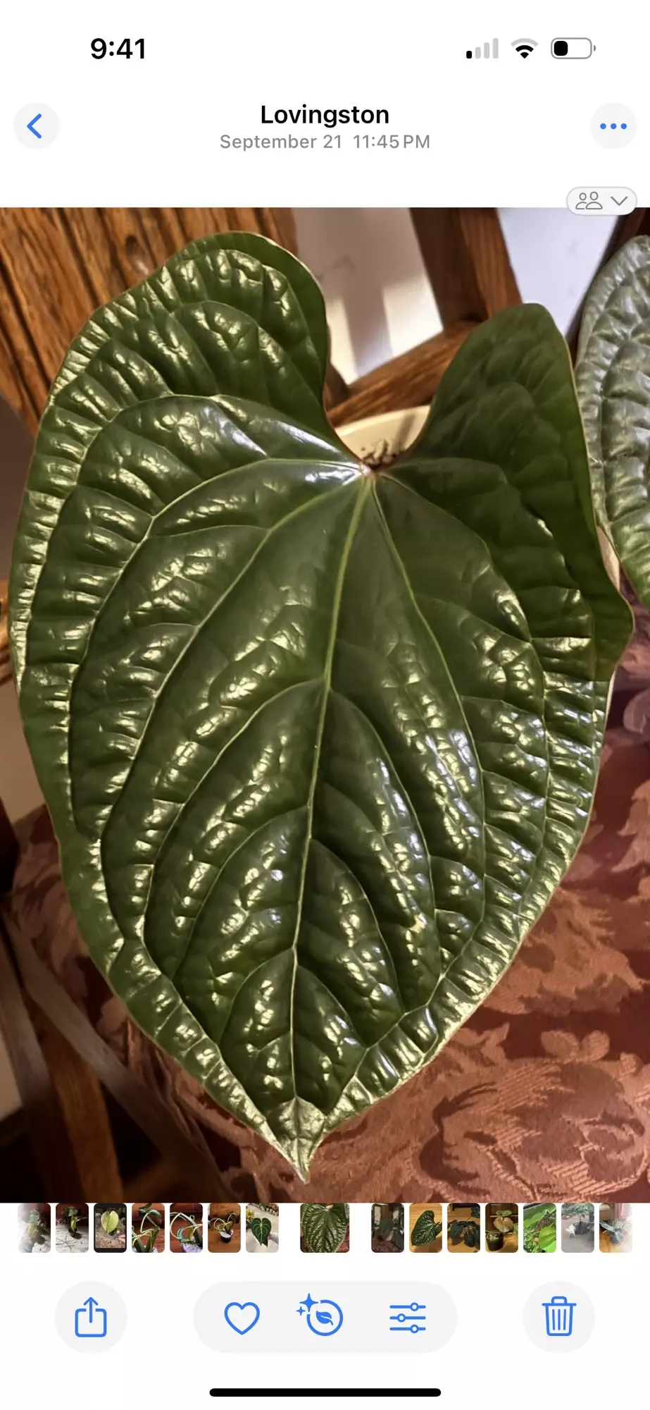 plant/Anthurium LuxXRad Large 2 leaf butt cut-0