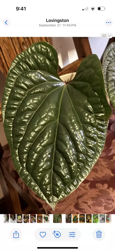 plant/Anthurium LuxXRad Large 2 leaf butt cut-0-thumbnail