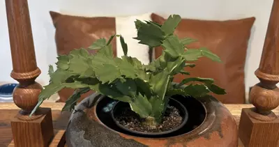 plant/Xmas cactus 4” pot-0-thumbnail