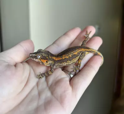 plant/PPCJ3: No Pores Seen: 8 grams-1-thumbnail