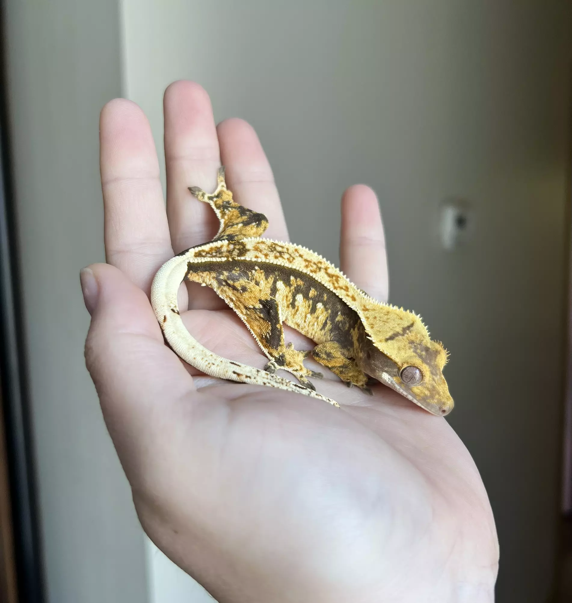 plant/PC1: Tricolor Harlequin: Probable Female: 16 grams-0