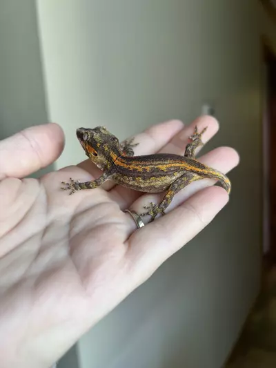 plant/PPCJ3: No Pores Seen: 8 grams-2-thumbnail