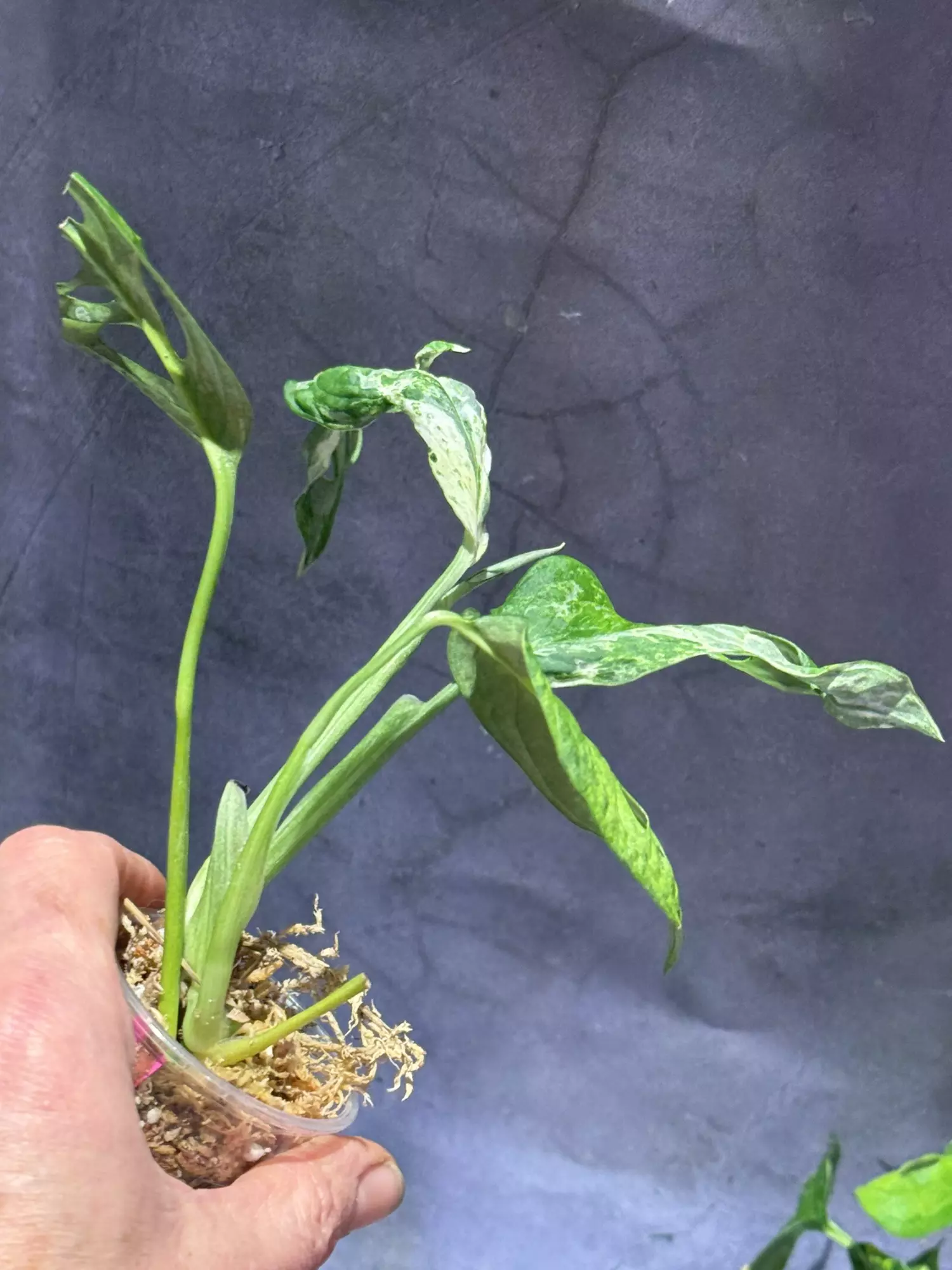 plant/Monstera mint adansonii-2