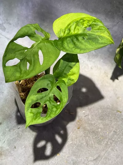 plant/Monstera Aurea adansonii-0-thumbnail