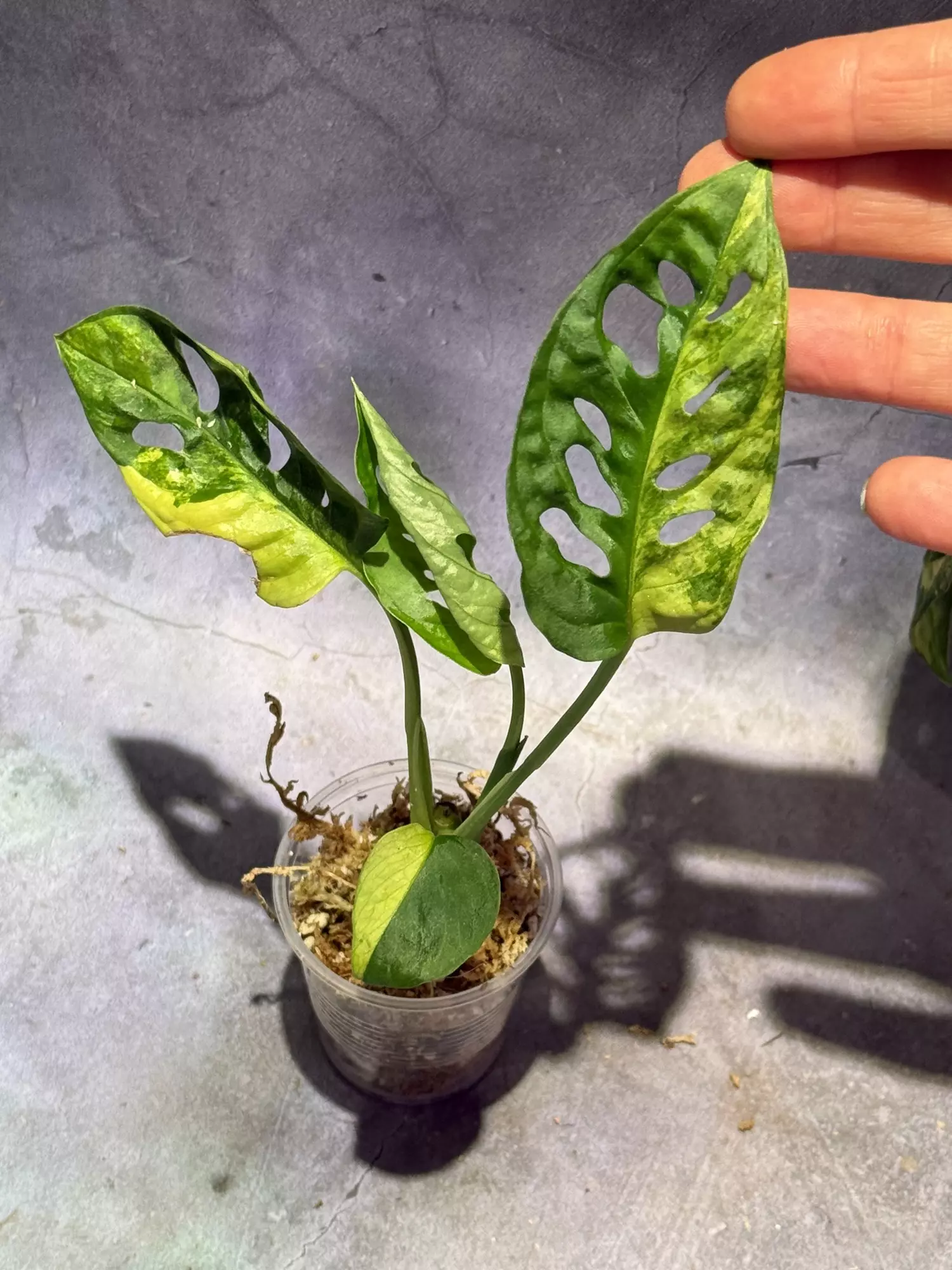 plant/Monstera Aurea adansonii-0