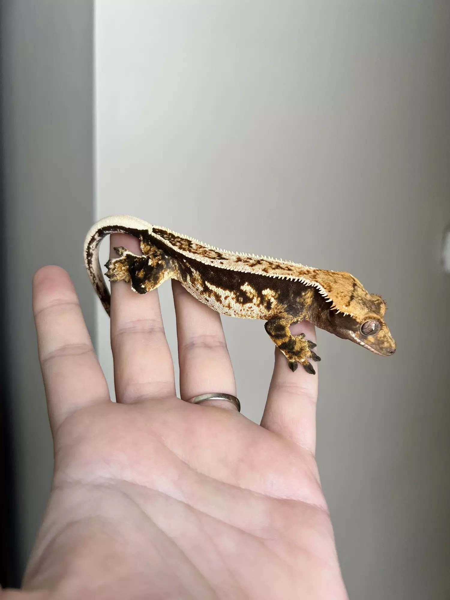 plant/CC7: Male: Dark Based Pinstripe Harlequin: 26 grams-1