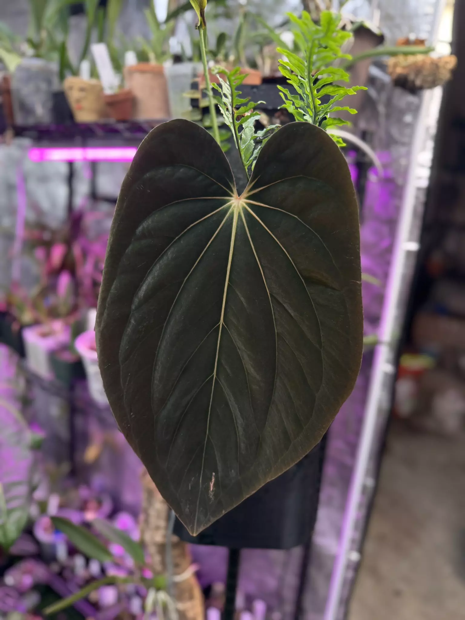 plant/(Michelle x Zara) x BVEP-2