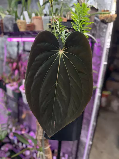 plant/(Michelle x Zara) x BVEP-2-thumbnail