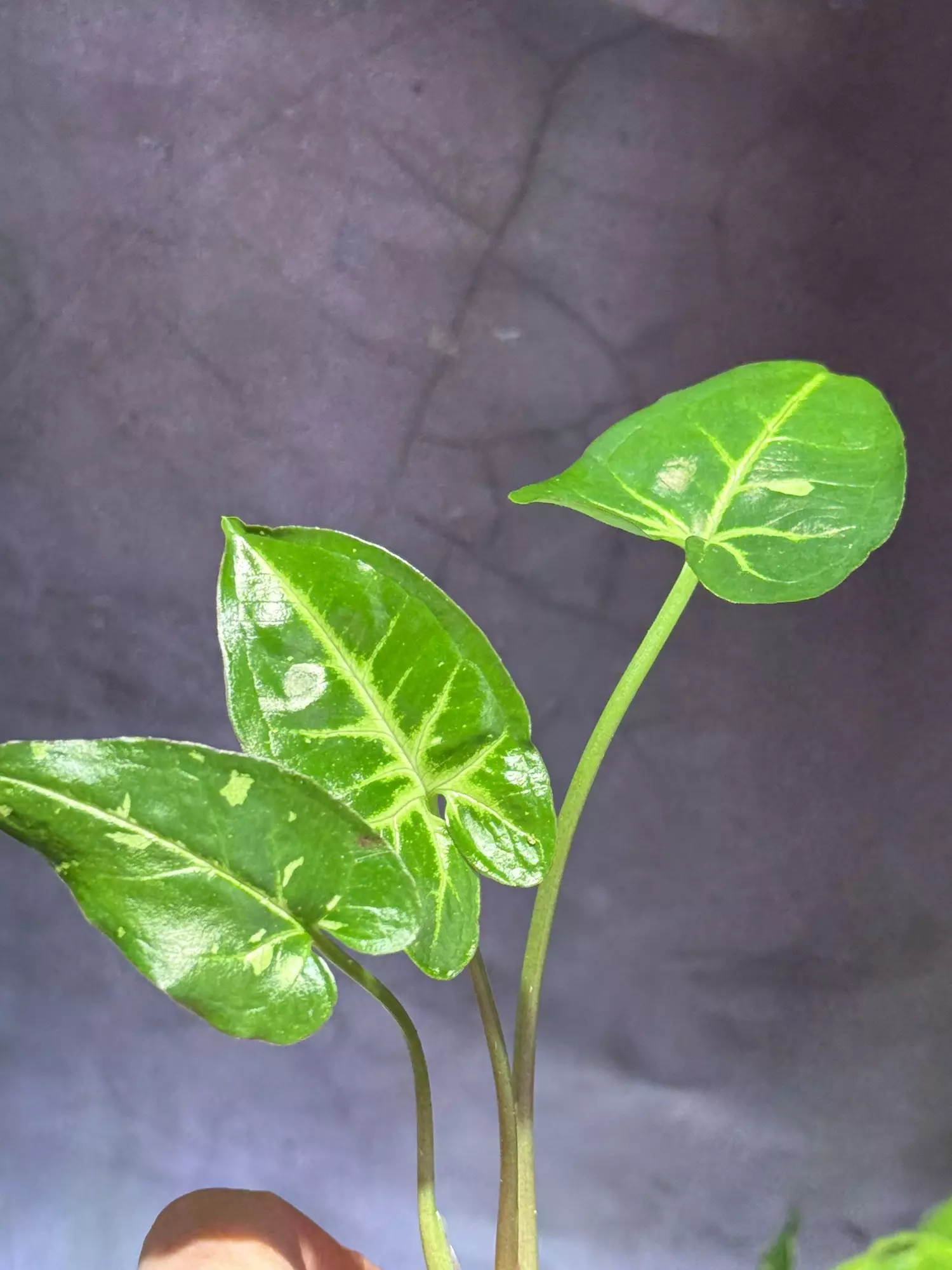 plant/Syngonium panda-1